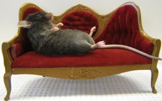 Couch Potato Mouse