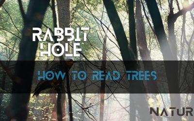 How to Read Trees